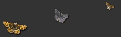 Schmetterlinge1